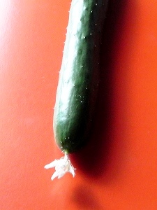 s-22020802 cucumber (2).jpg